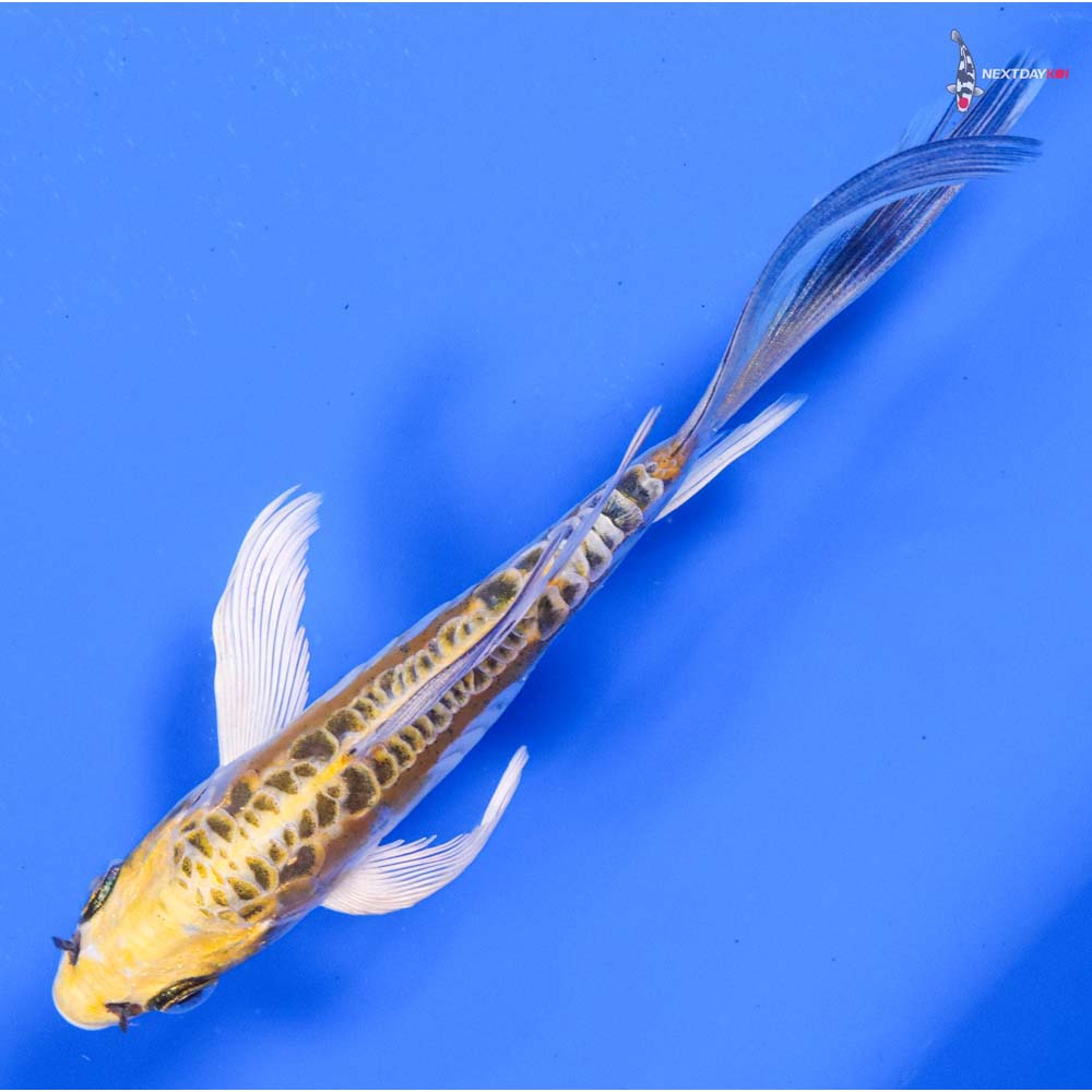 5.5” Imported Doitsu Kujaku Butterfly Koi