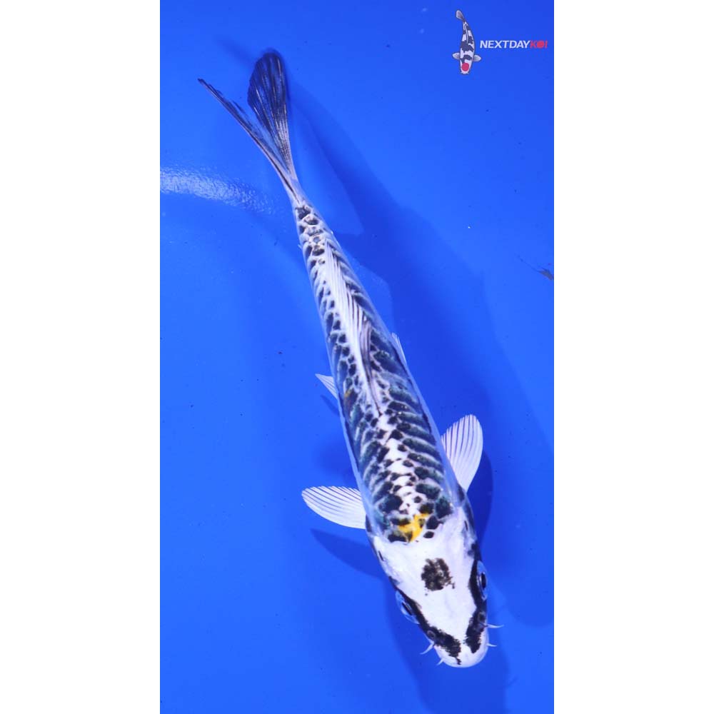 5” Imported Kin Kikokuryu