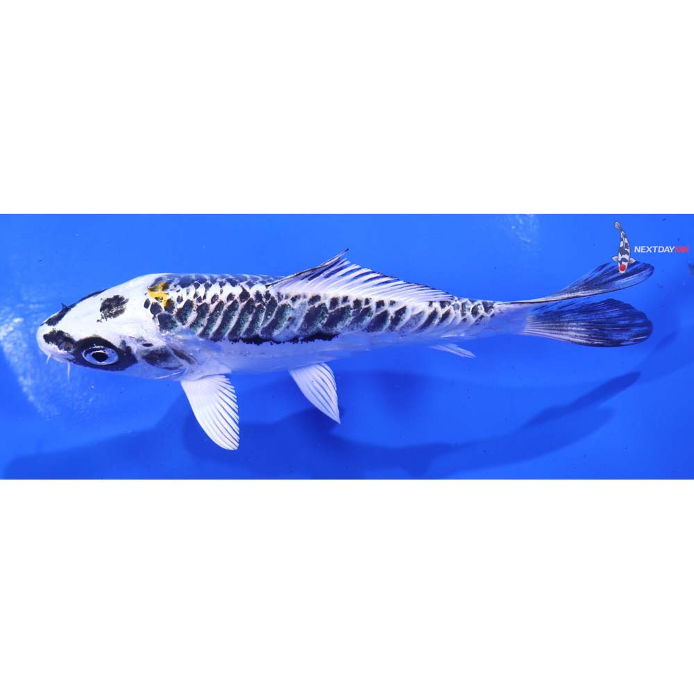 5” Imported Kin Kikokuryu