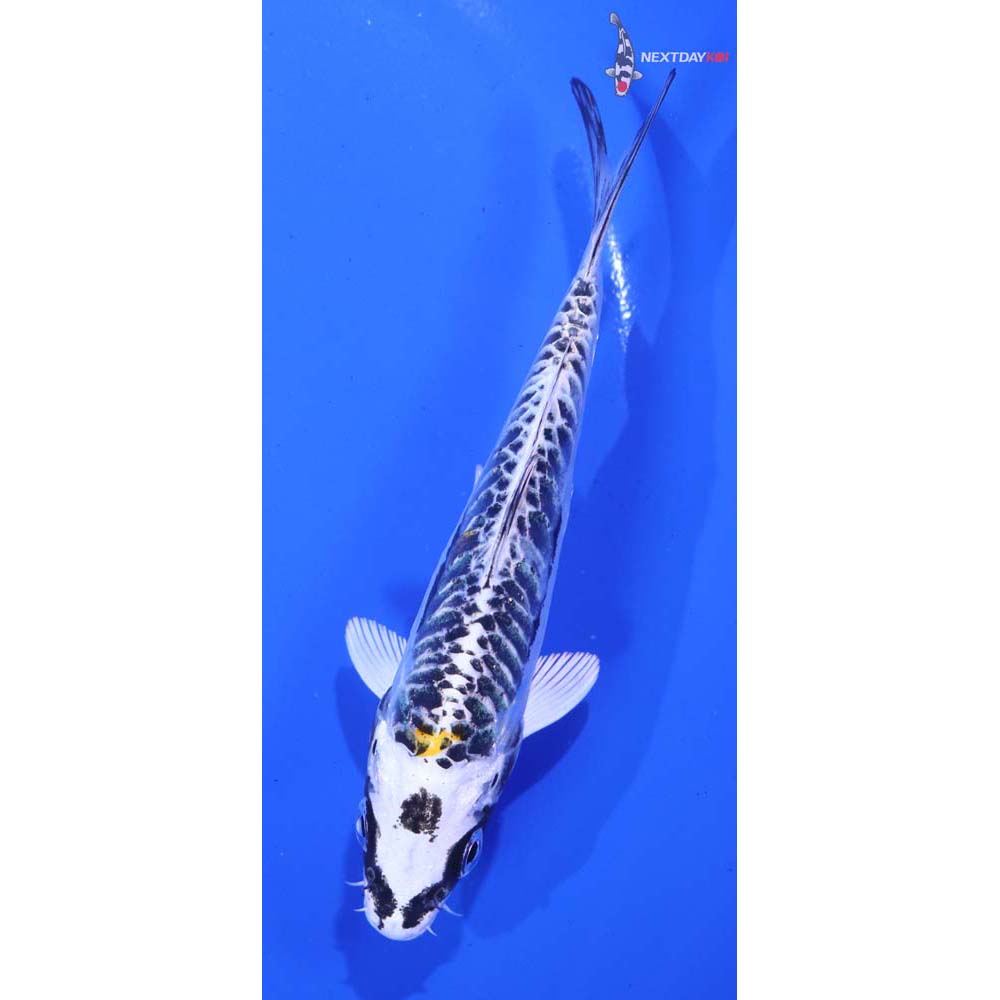 5” Imported Kin Kikokuryu