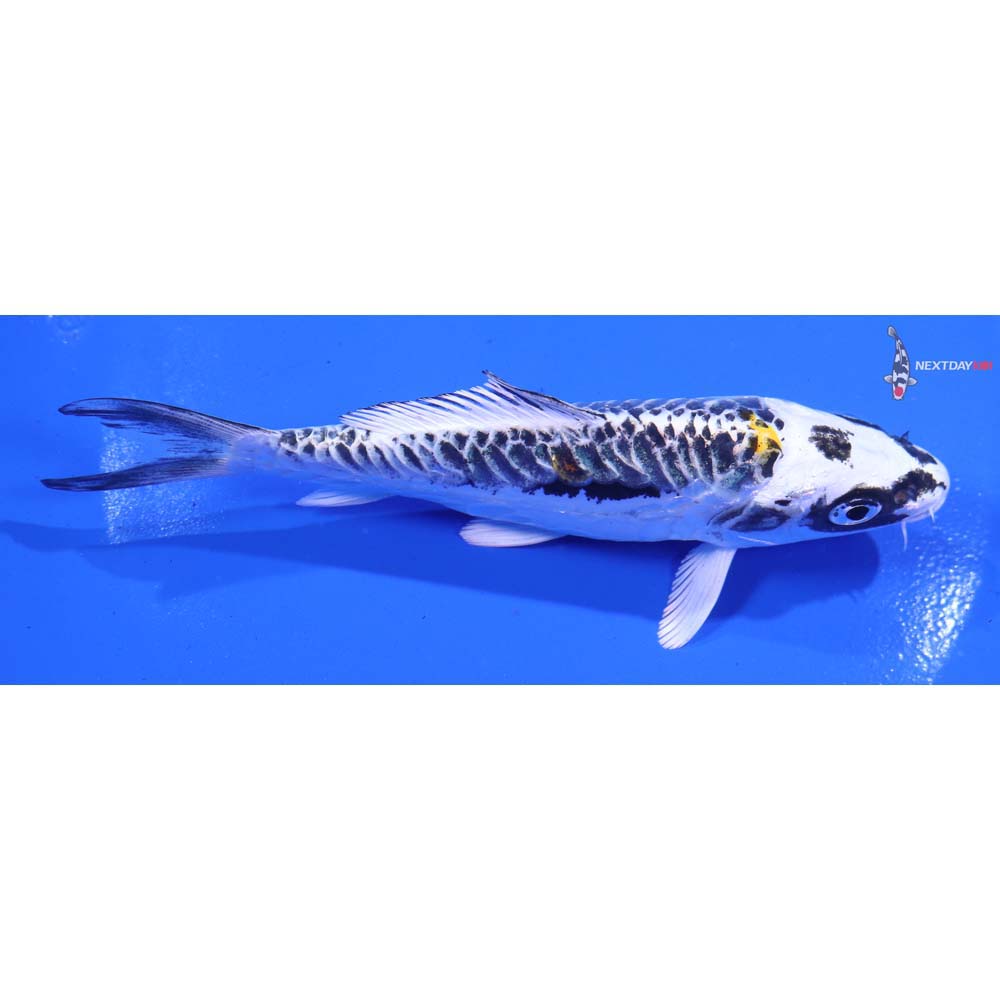 5” Imported Kin Kikokuryu