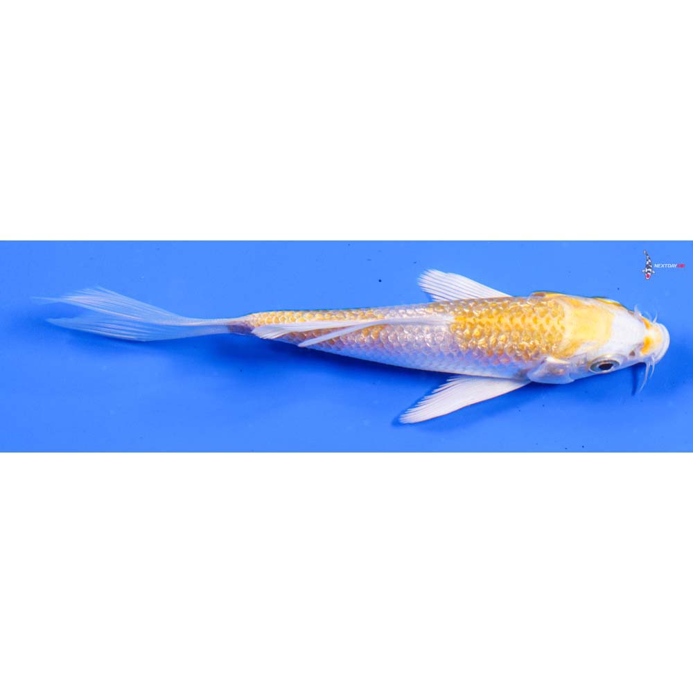 4” Imported Gin Rin Lemon Hariwake Butterfly Koi