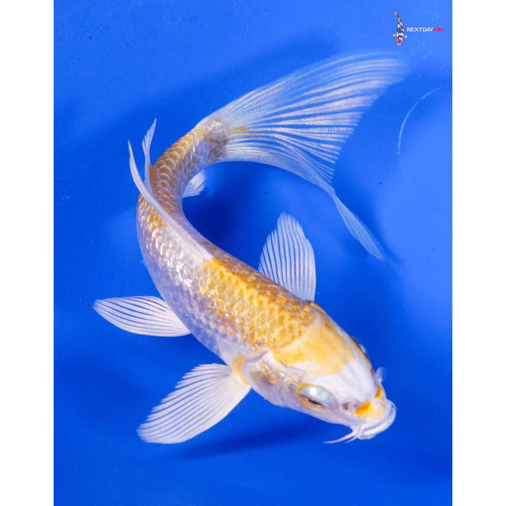4” Imported Gin Rin Lemon Hariwake Butterfly Koi