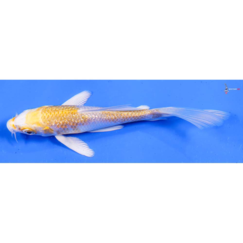 4” Imported Gin Rin Lemon Hariwake Butterfly Koi
