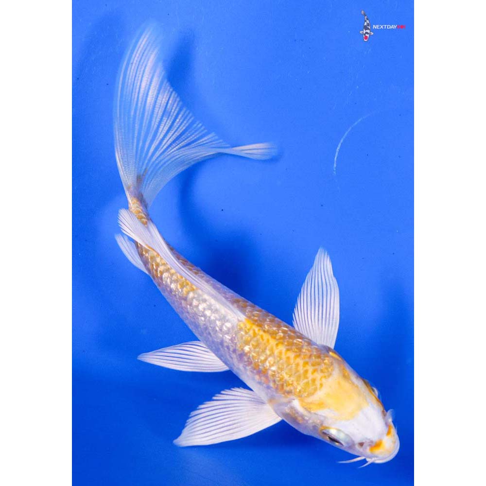 4” Imported Gin Rin Lemon Hariwake Butterfly Koi