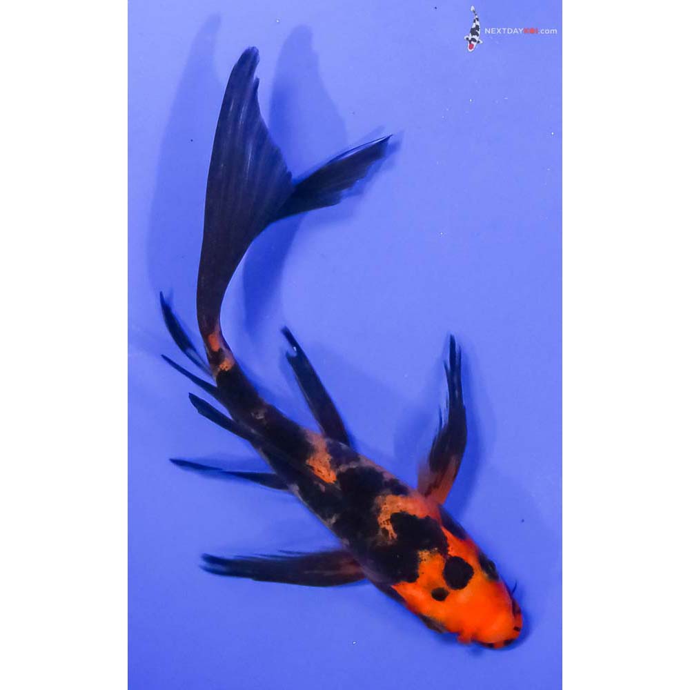 6” Imported Aka Bekko Butterfly Koi