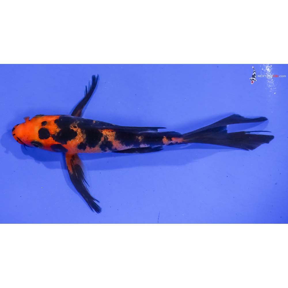 6” Imported Aka Bekko Butterfly Koi