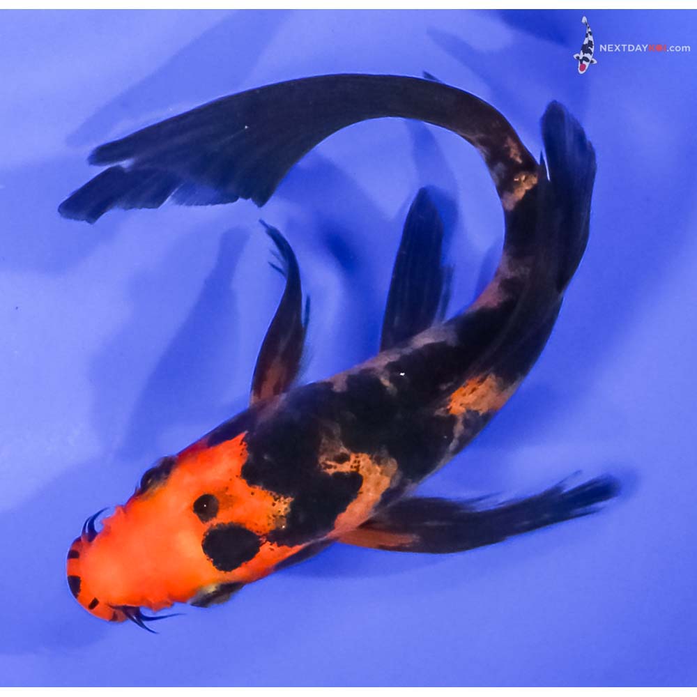 6” Imported Aka Bekko Butterfly Koi