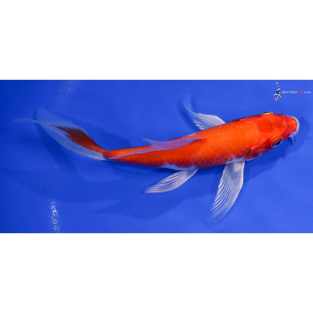 6” Imported Hariwake Butterfly Koi
