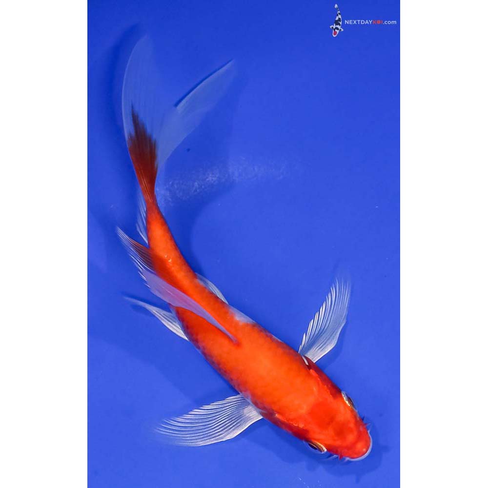 6” Imported Hariwake Butterfly Koi