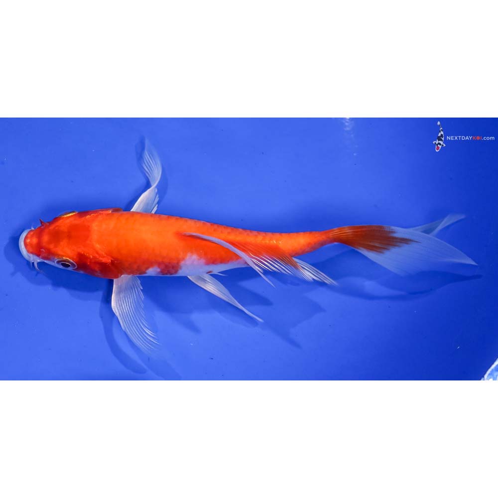 6” Imported Hariwake Butterfly Koi
