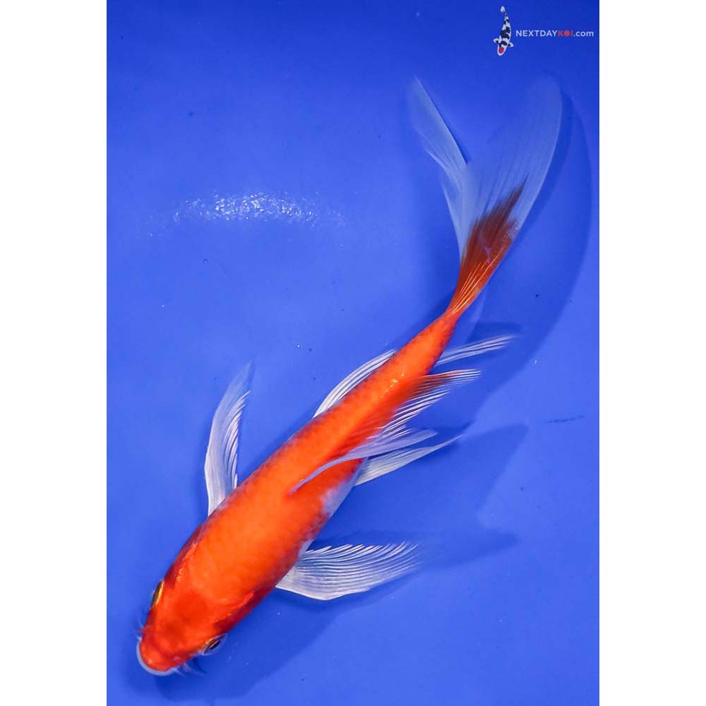 6” Imported Hariwake Butterfly Koi