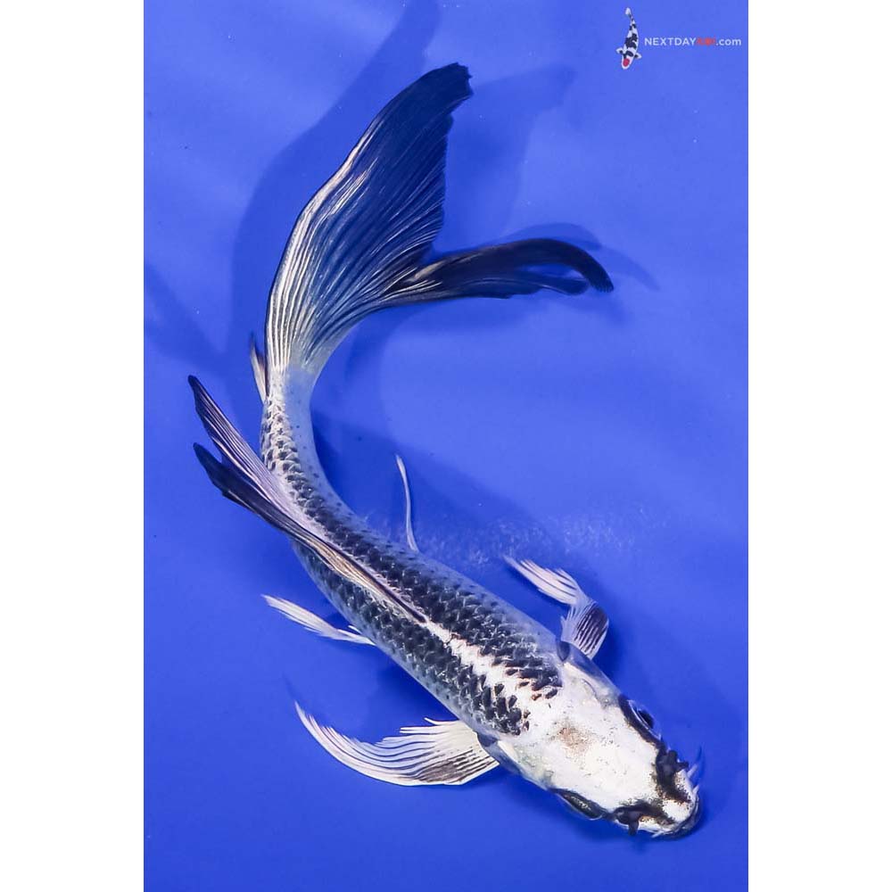 6” Imported Gin Matsuba Butterfly Koi