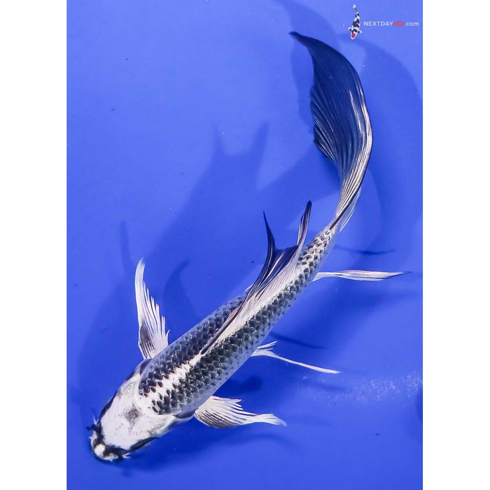 6” Imported Gin Matsuba Butterfly Koi