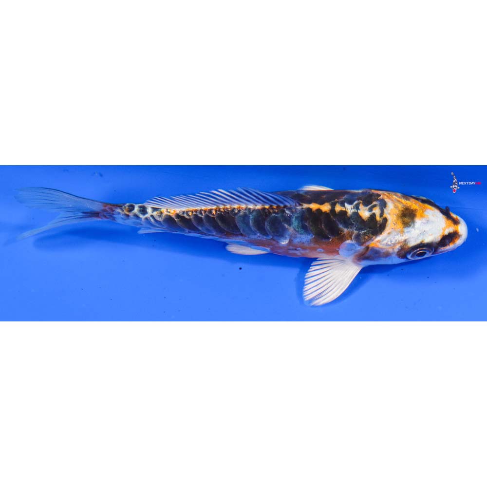 5” Imported Doitsu Kujaku