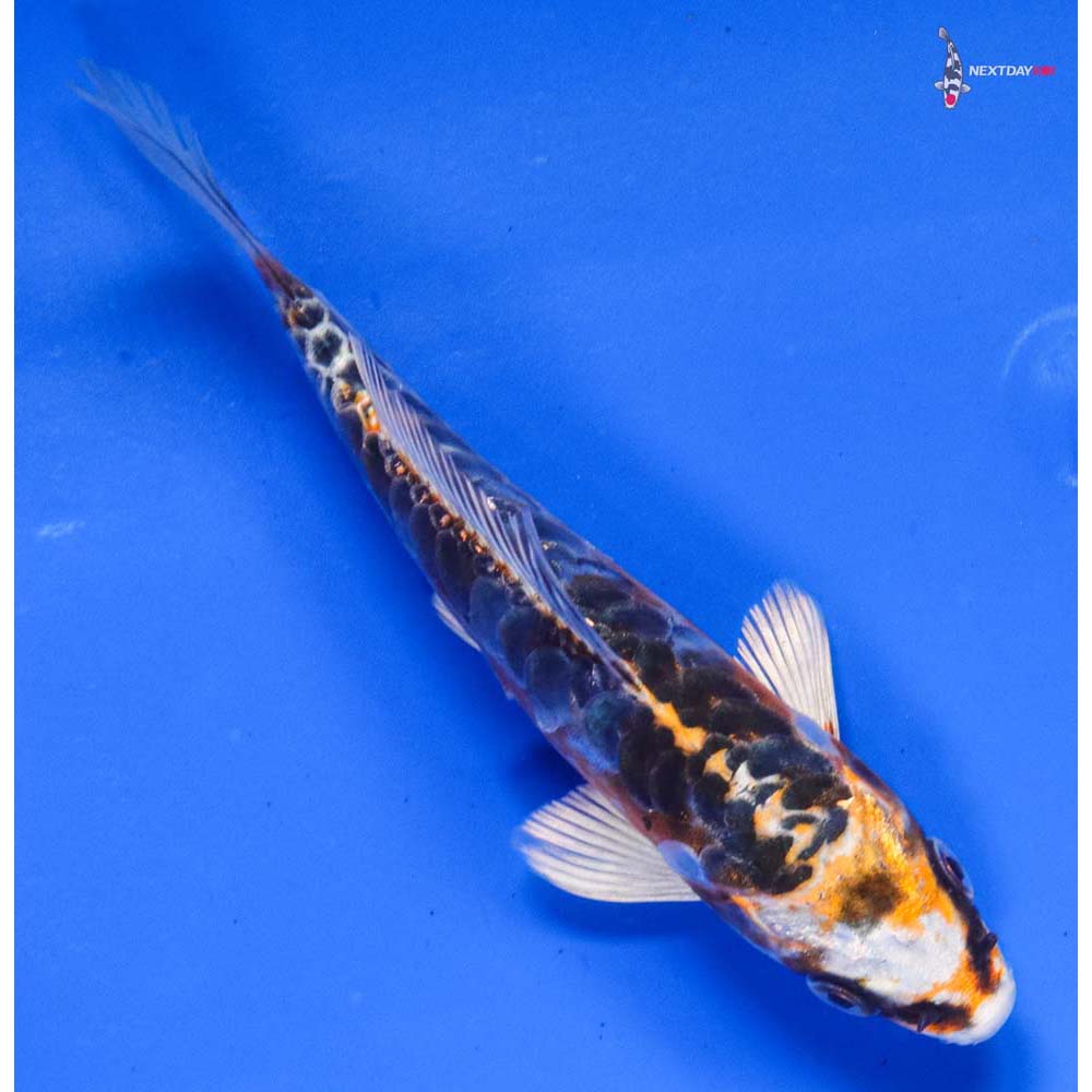 5” Imported Doitsu Kujaku