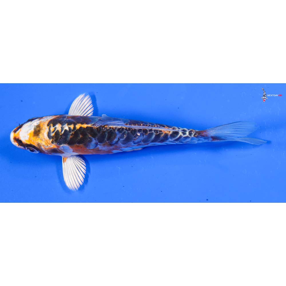 5” Imported Doitsu Kujaku