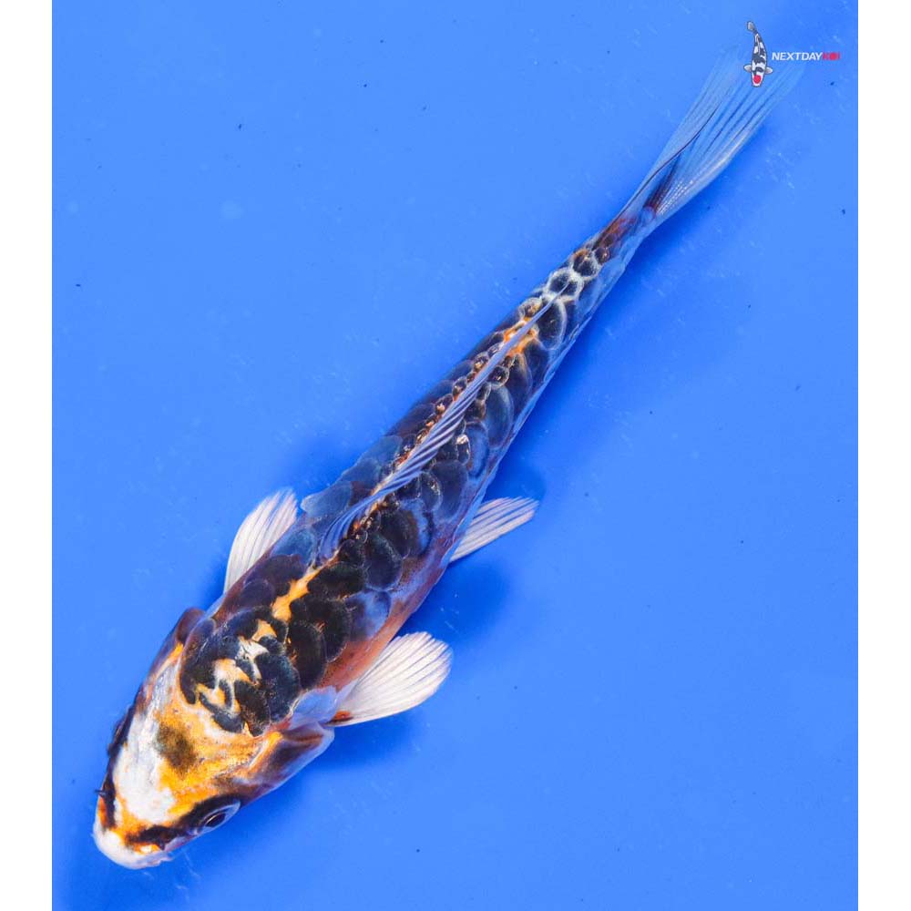 5” Imported Doitsu Kujaku