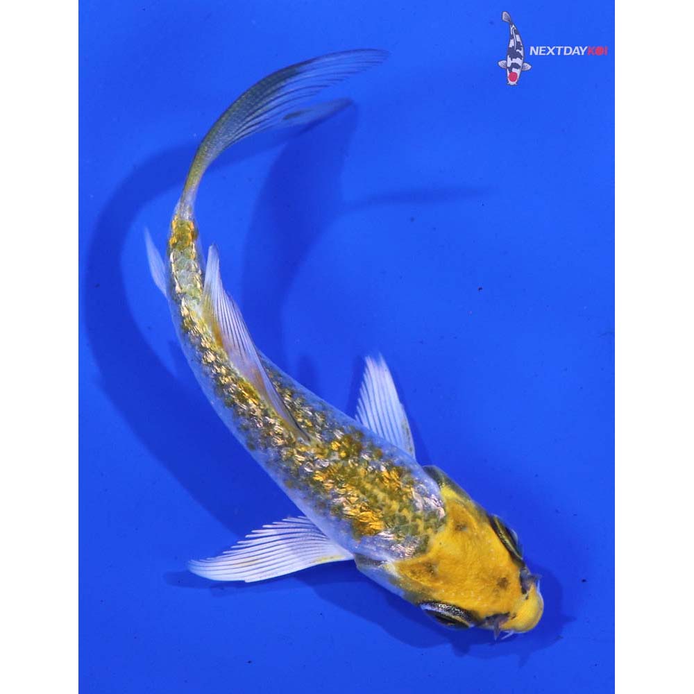 3” Imported Gin Rin Kujaku Butterfly Koi