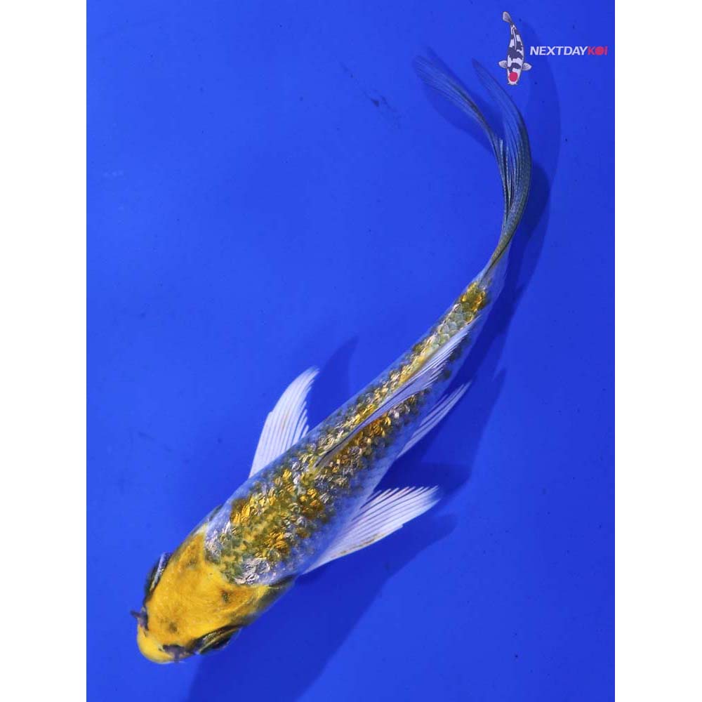 3” Imported Gin Rin Kujaku Butterfly Koi