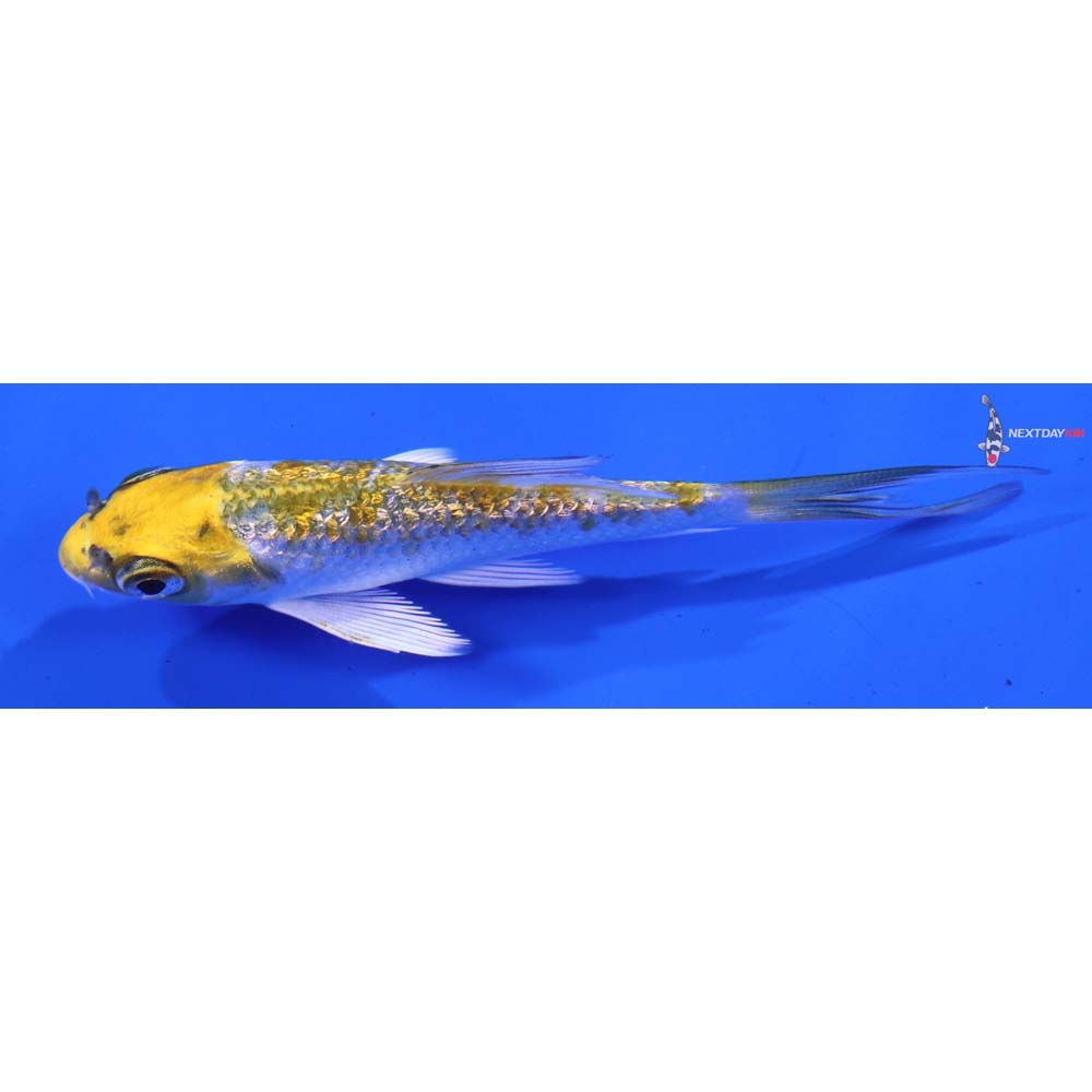 3” Imported Gin Rin Kujaku Butterfly Koi