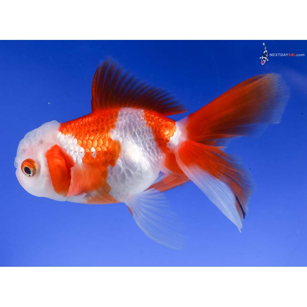 3.5” Imported Red and White Oranda