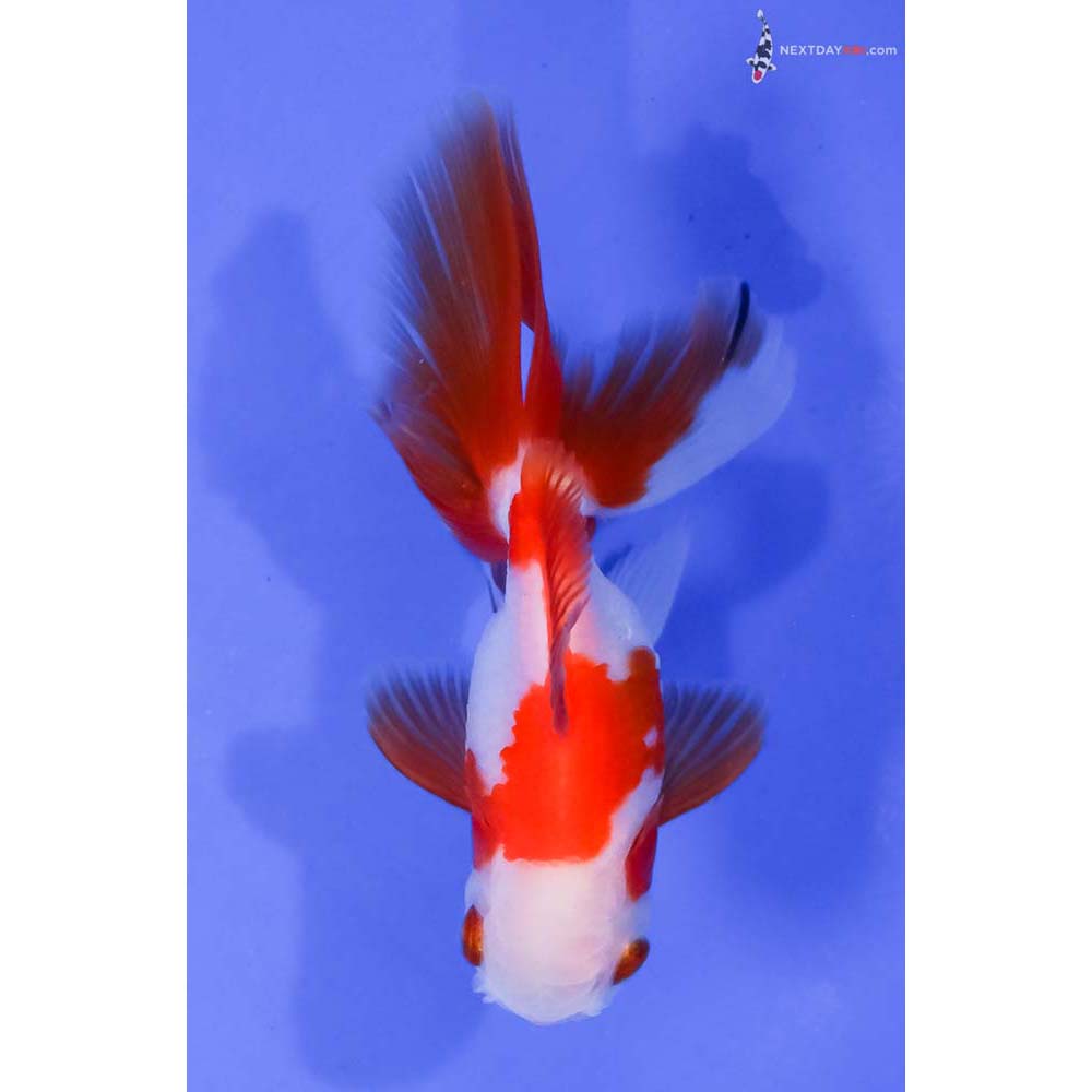 3.5” Imported Red and White Oranda