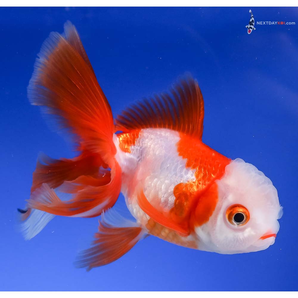 3.5” Imported Red and White Oranda