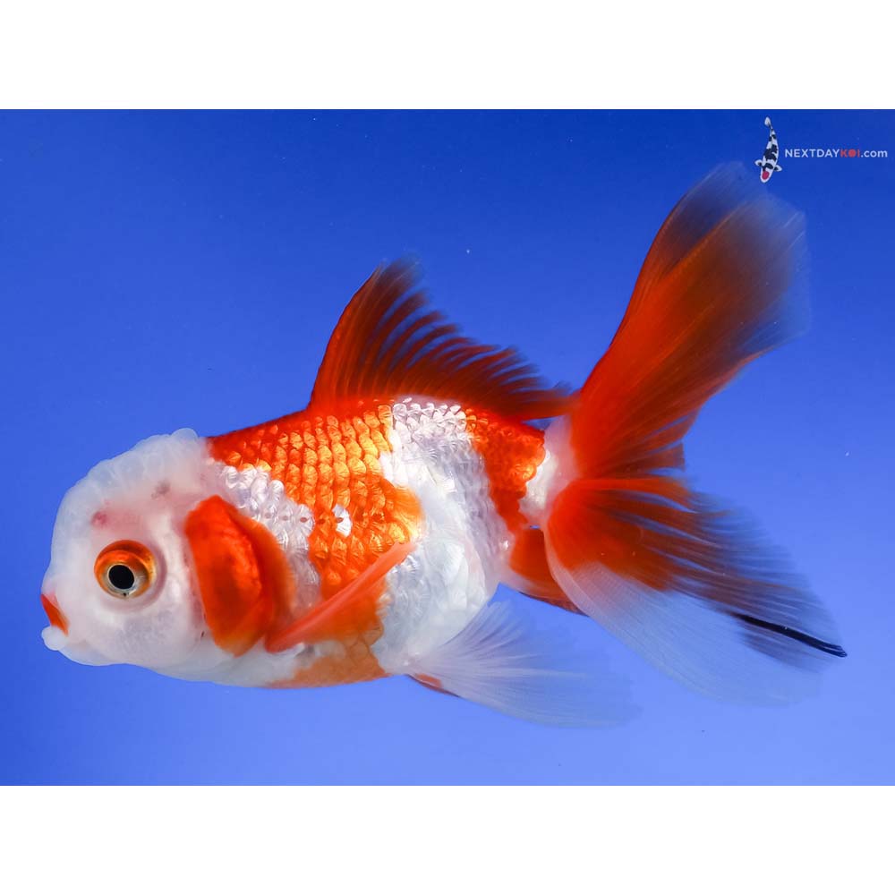 3.5” Imported Red and White Oranda