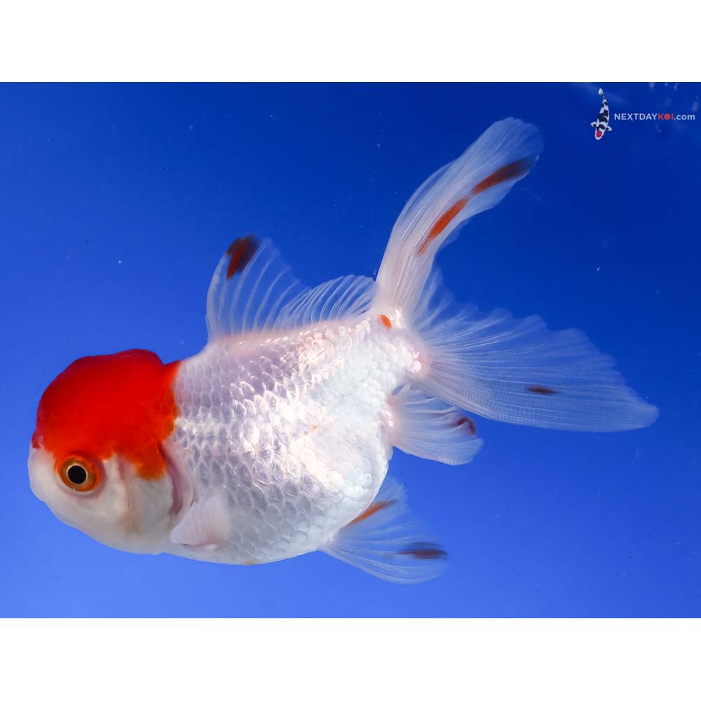 4” Imported Redcap Oranda