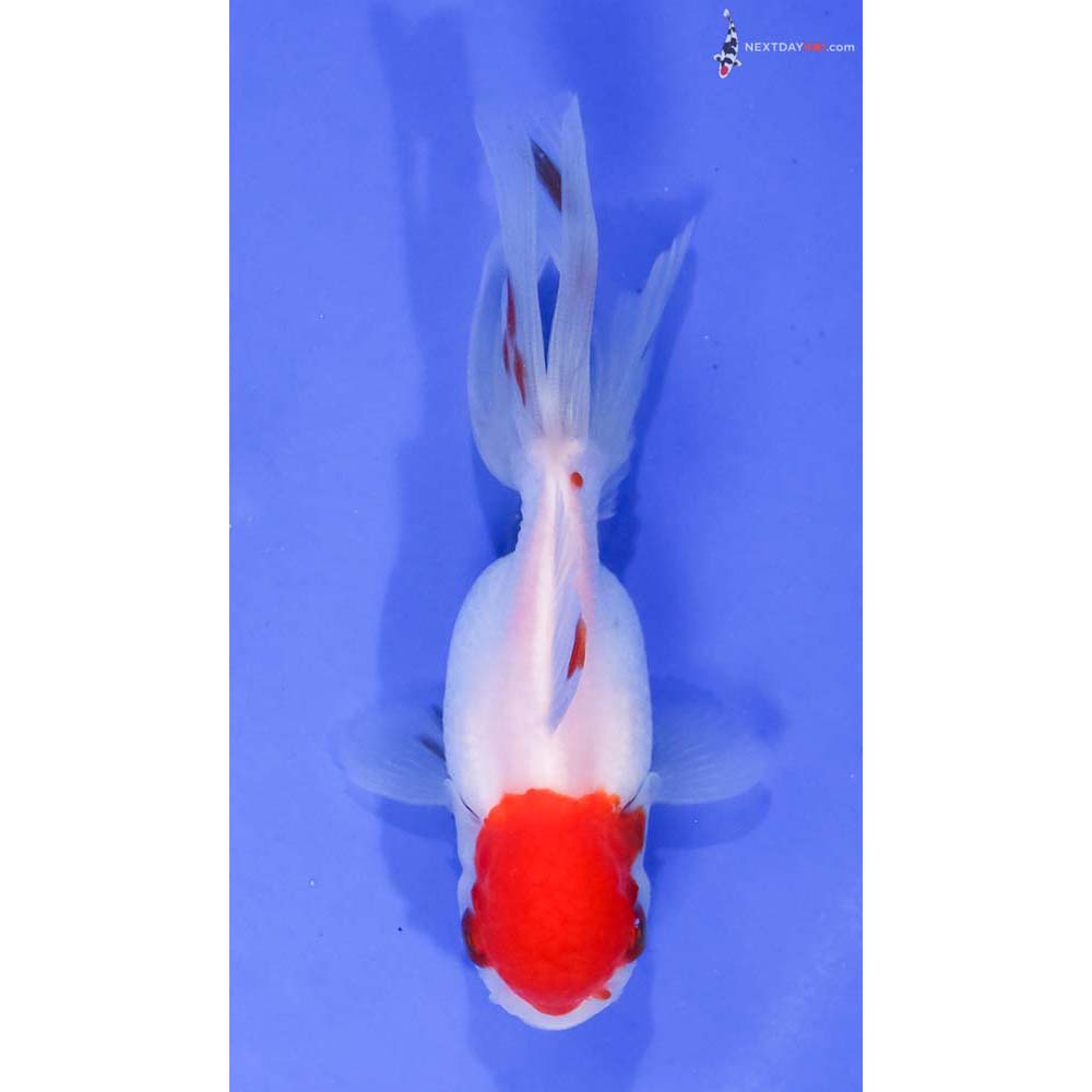 4” Imported Redcap Oranda