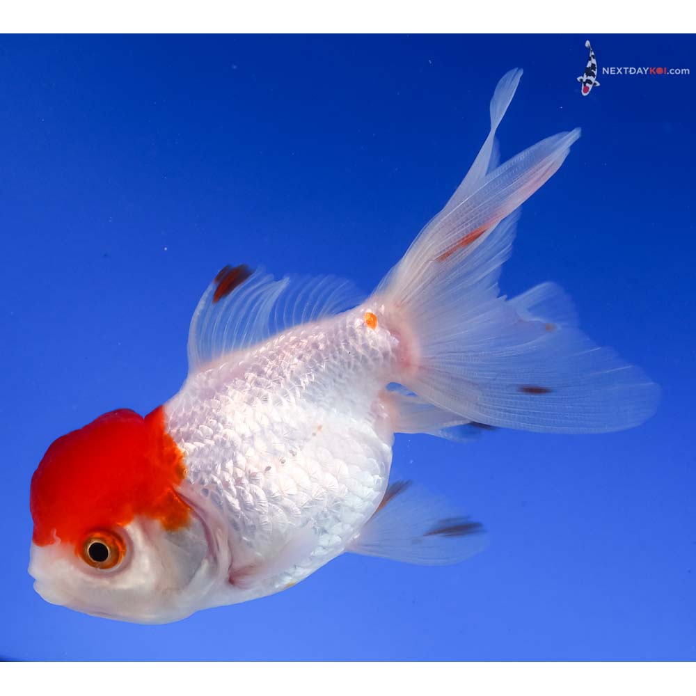 4” Imported Redcap Oranda