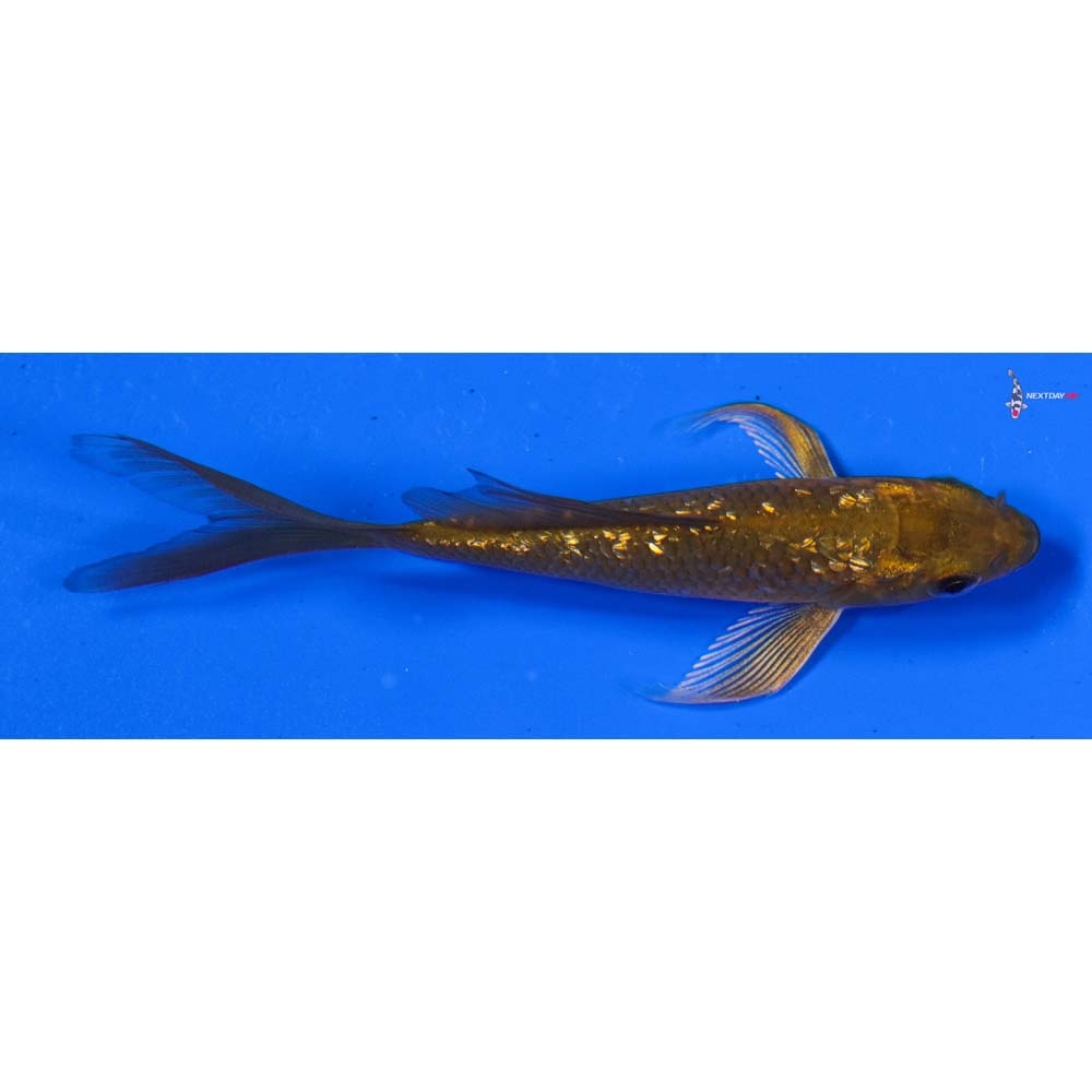 3.5” Imported Gin Rin Chagoi Butterfly Koi