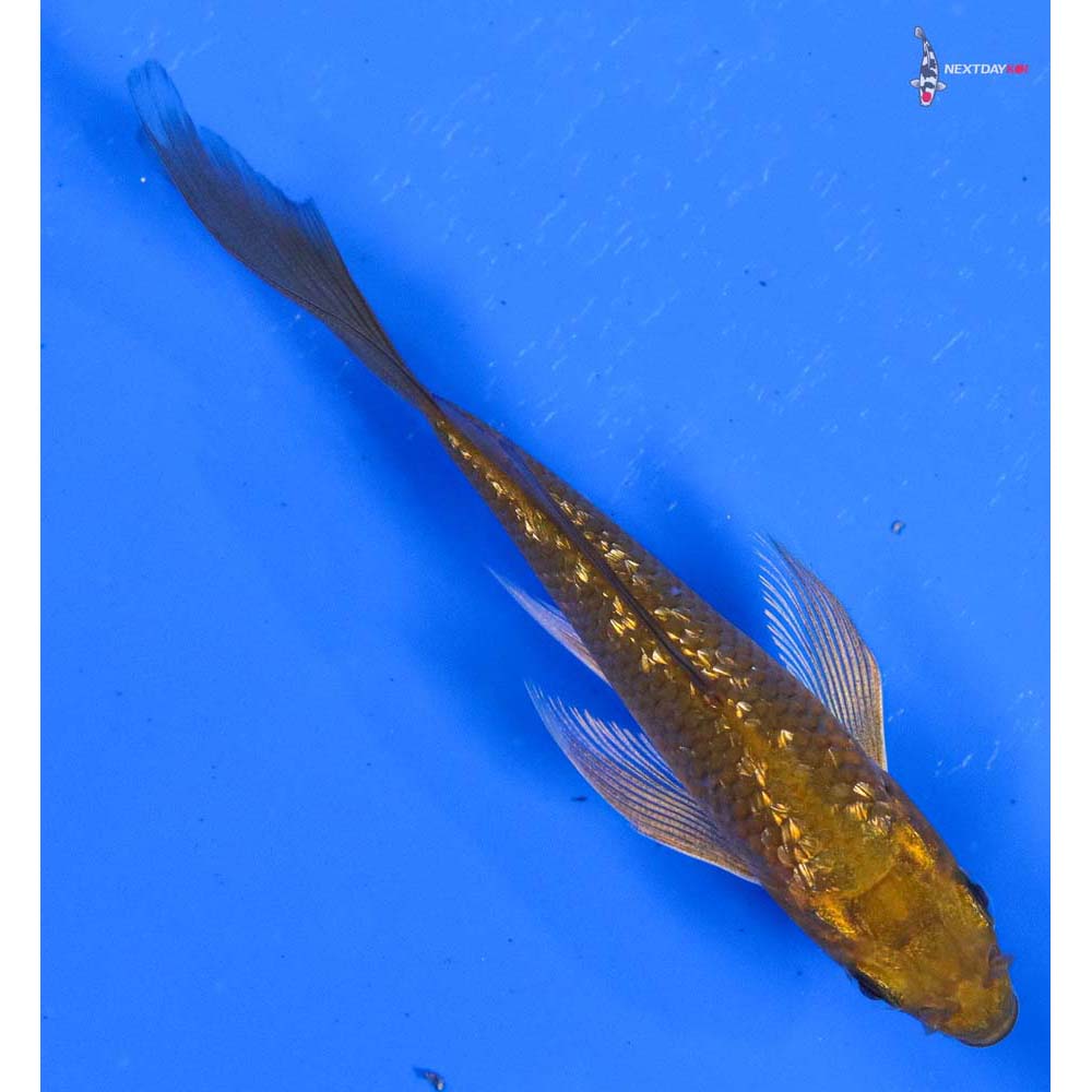 3.5” Imported Gin Rin Chagoi Butterfly Koi