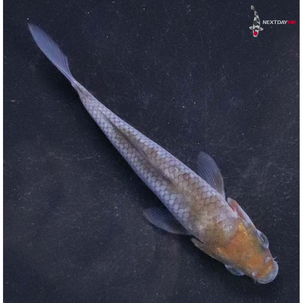 3.5” Imported Ochiba Shigure