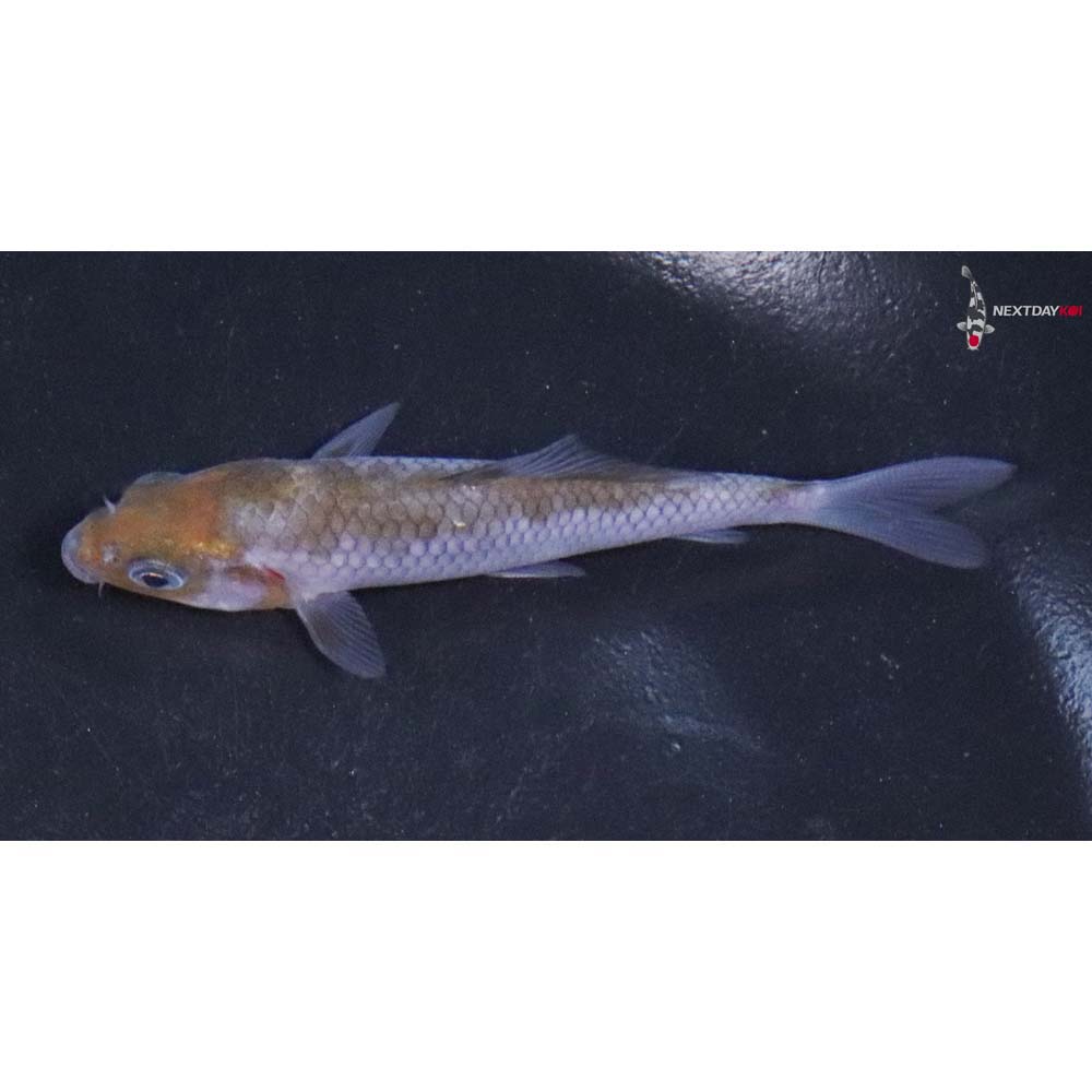 3.5” Imported Ochiba Shigure