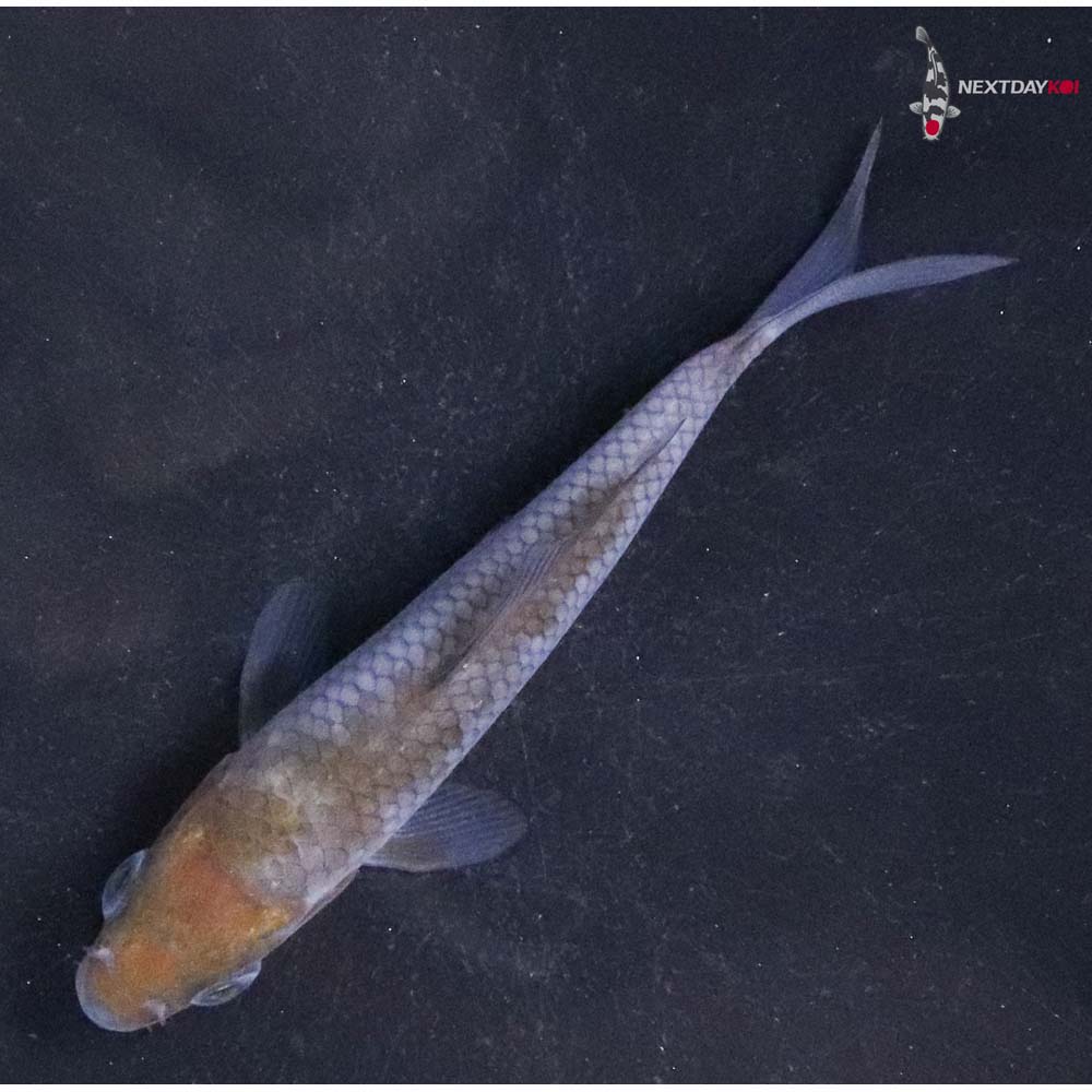 3.5” Imported Ochiba Shigure