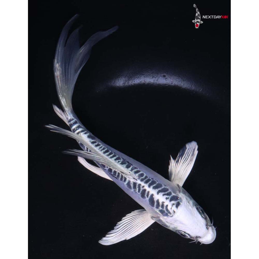 6.5” Imported Doitsu Blue Gin Matsuba Butterfly Koi
