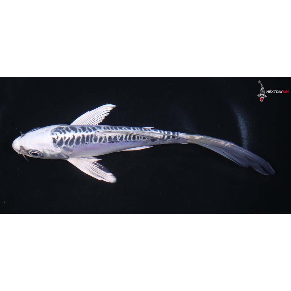 6.5” Imported Doitsu Blue Gin Matsuba Butterfly Koi