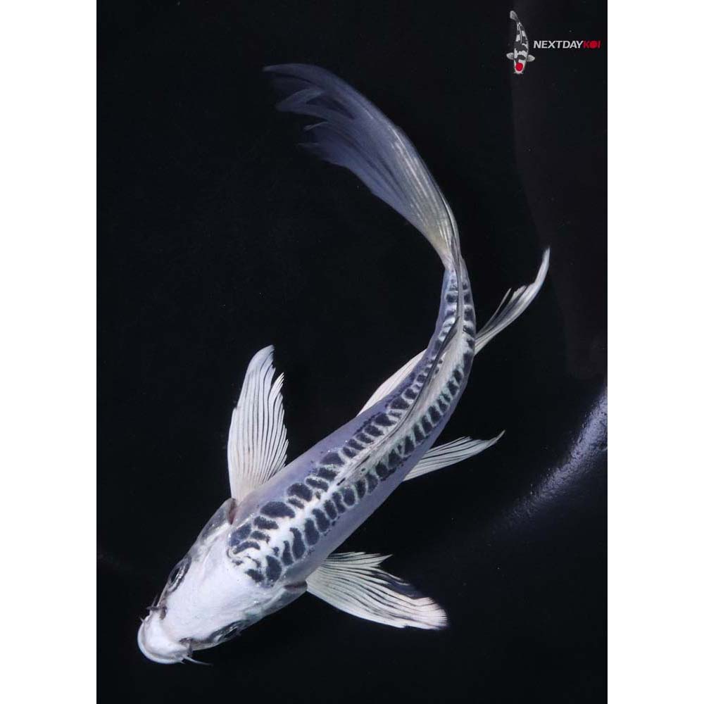 6.5” Imported Doitsu Blue Gin Matsuba Butterfly Koi