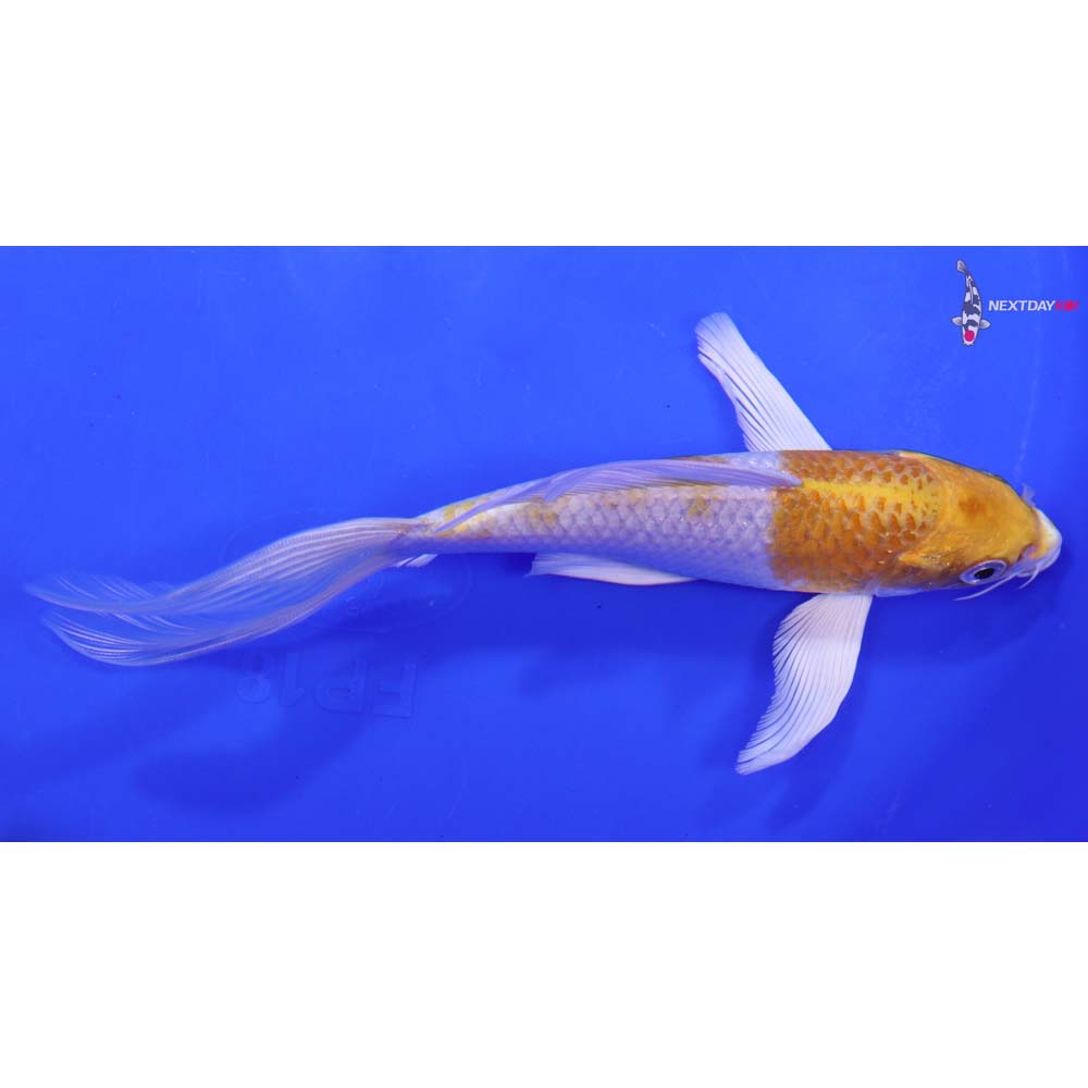 7” Imported Lemon Hariwake Butterfly Koi
