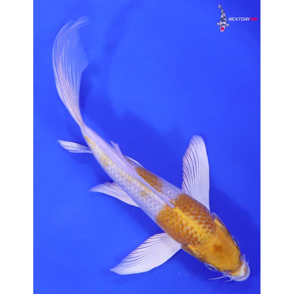 7” Imported Lemon Hariwake Butterfly Koi