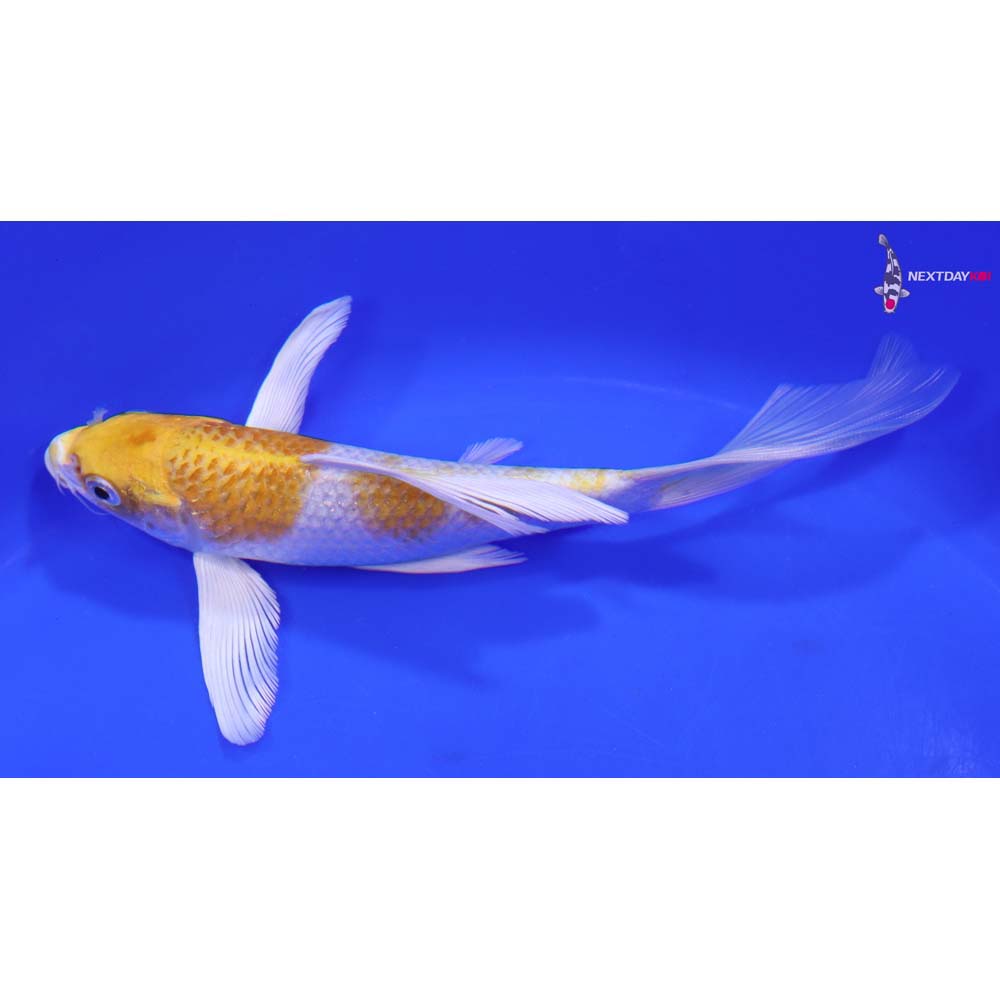 7” Imported Lemon Hariwake Butterfly Koi