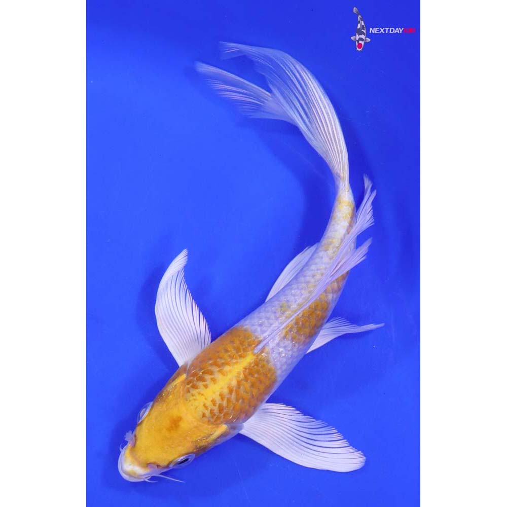 7” Imported Lemon Hariwake Butterfly Koi
