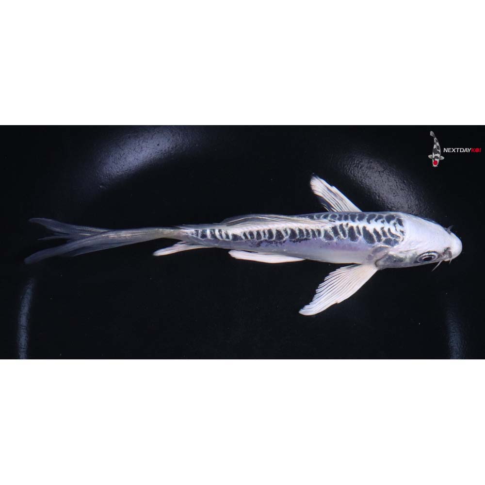 6.5” Imported Doitsu Blue Gin Matsuba Butterfly Koi