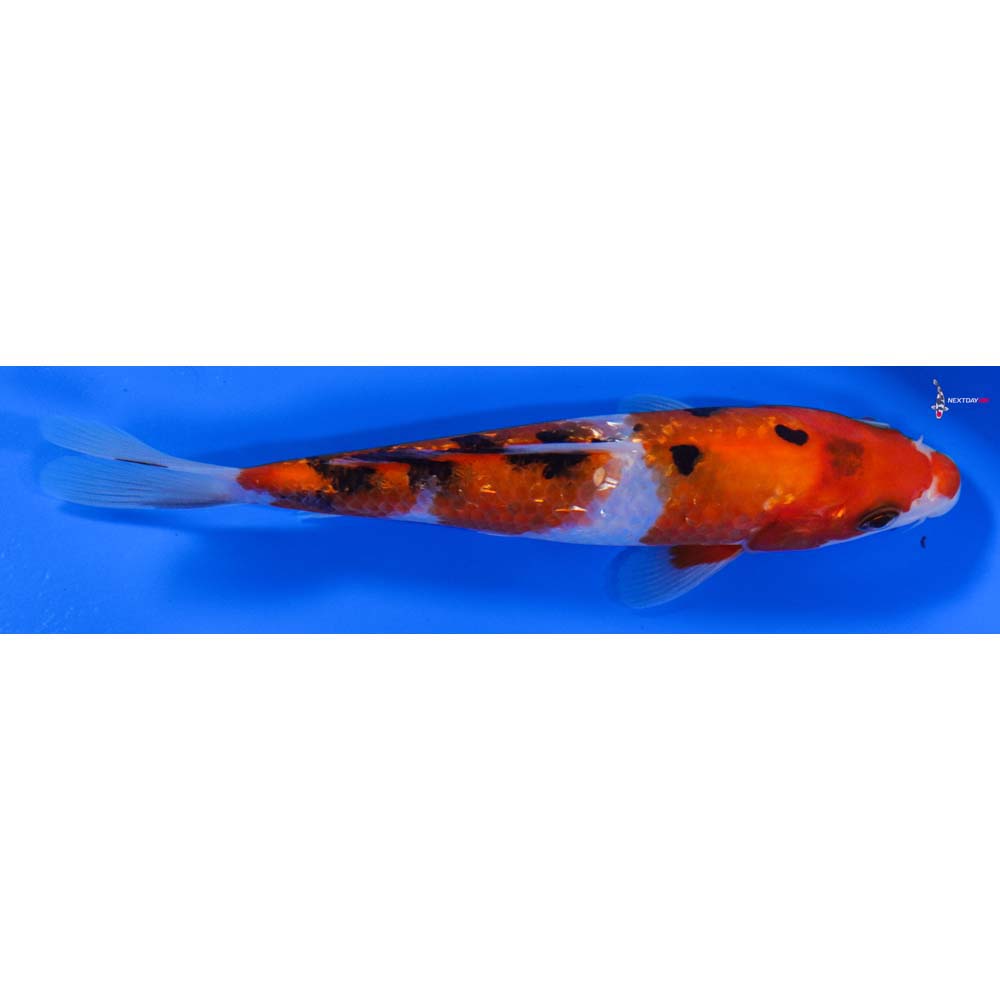 6” Imported Gin Rin Sanke