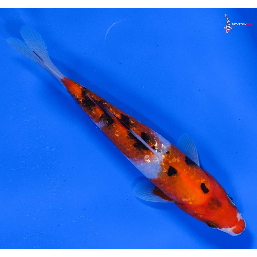 6” Imported Gin Rin Sanke