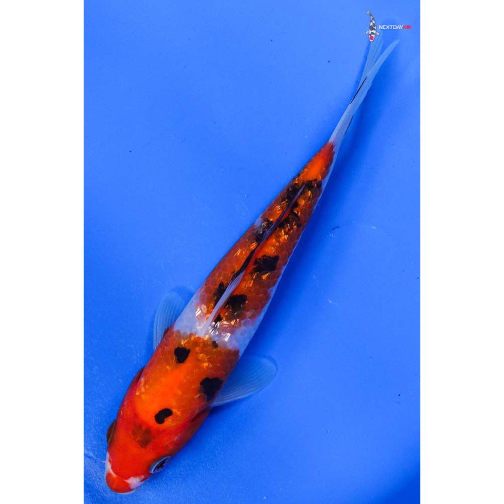 6” Imported Gin Rin Sanke