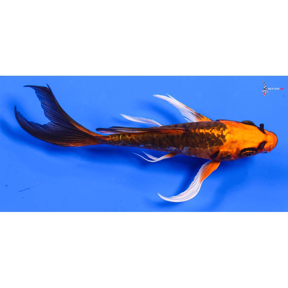 5” Imported Doitsu Orenji Matsuba Butterfly Koi