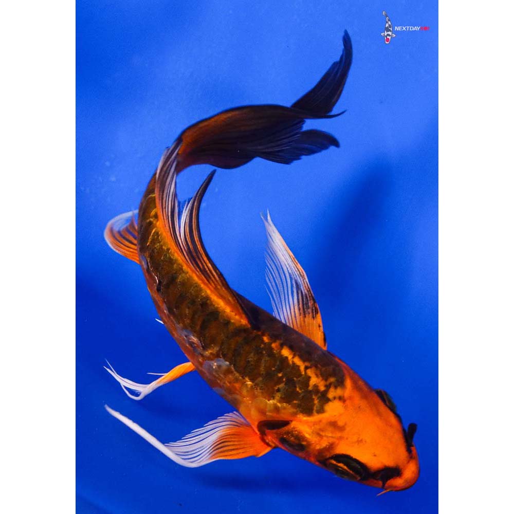 5” Imported Doitsu Orenji Matsuba Butterfly Koi